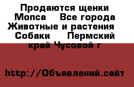 Продаются щенки Мопса. - Все города Животные и растения » Собаки   . Пермский край,Чусовой г.